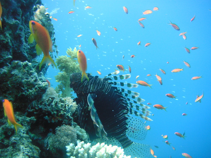 bluehole_reeflife.jpg