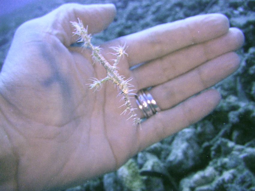 ghostpipefish1.jpg