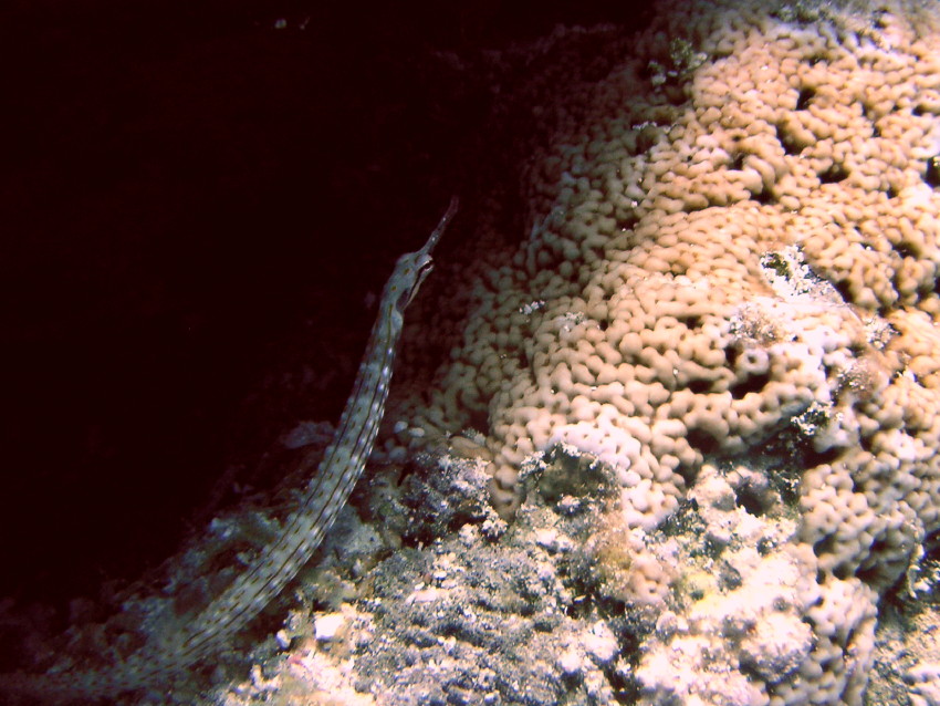 pipefish_bluehole.jpg