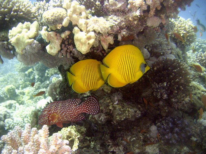 GordonReef0028_2.jpg