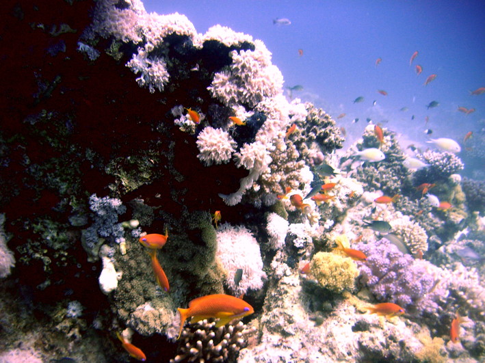 GordonReef0023_2.jpg
