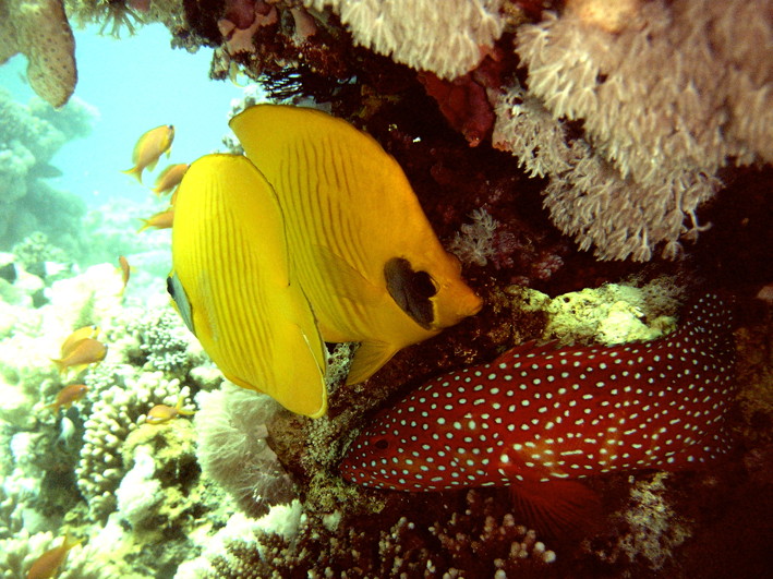 GordonReef0032_2.jpg