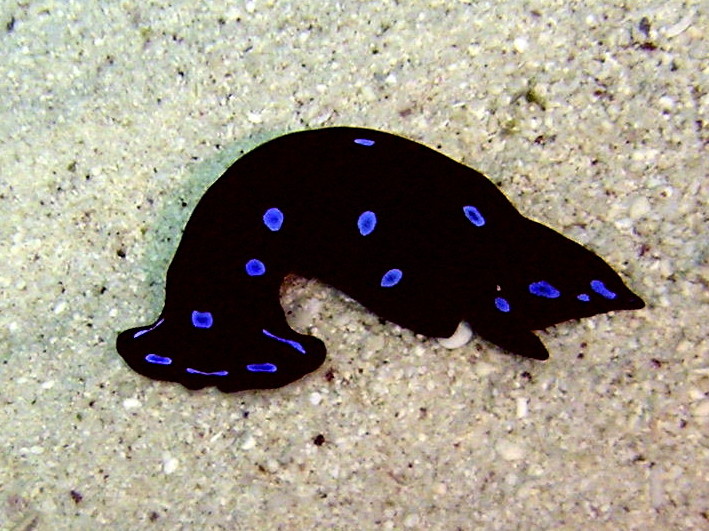 Nudibranch@gordon0020_2.jpg