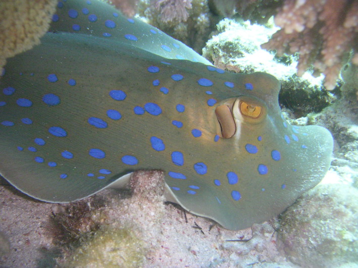 BlueSpotted@Gordon0035.jpg