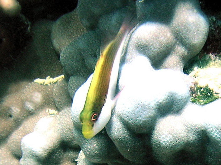 Blenny0052_2.jpg
