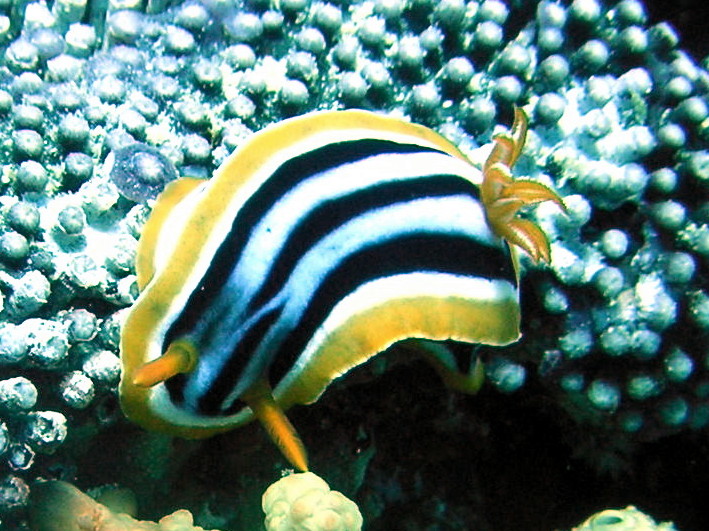 Nudibranch0048_2.jpg