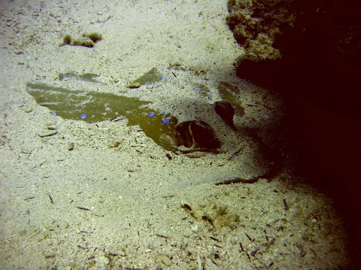 JacksonReef0050_2.jpg