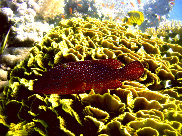 JacksonReef0051_2.jpg