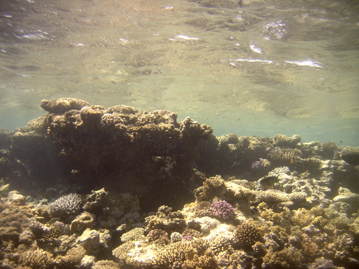 ThomasReef0065_2.jpg