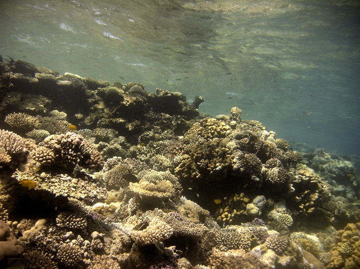 ThomasReef0066_2.jpg