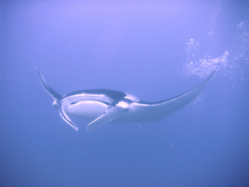 Manta.jpg
