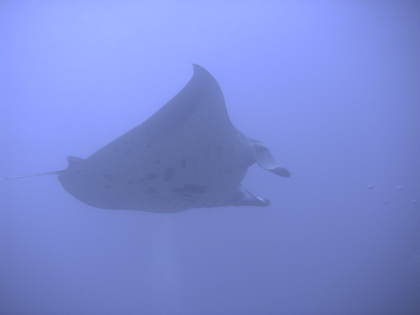 Manta2.jpg