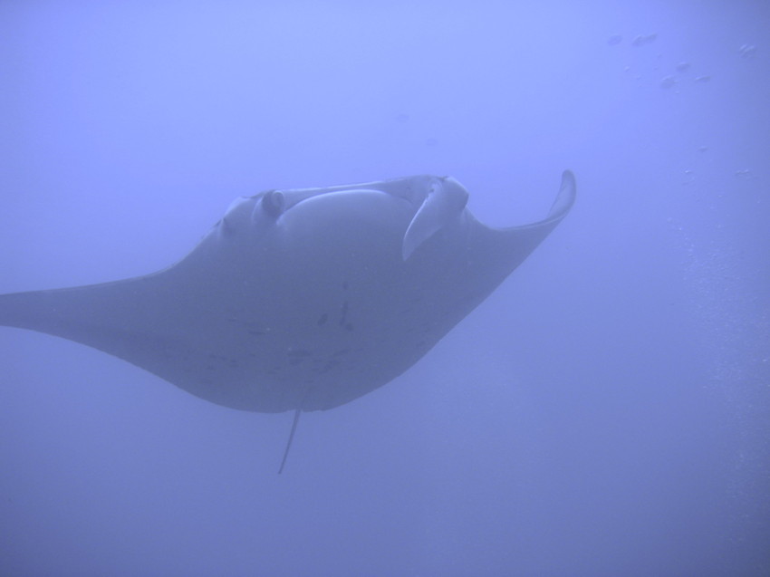 Manta3.jpg