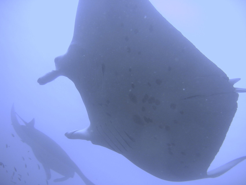 Manta4.jpg