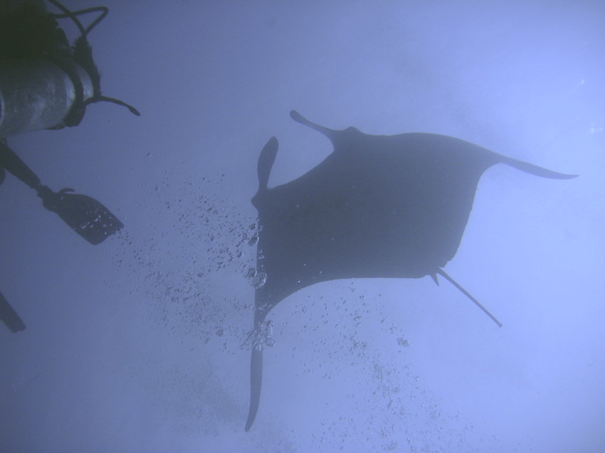 Manta5.jpg