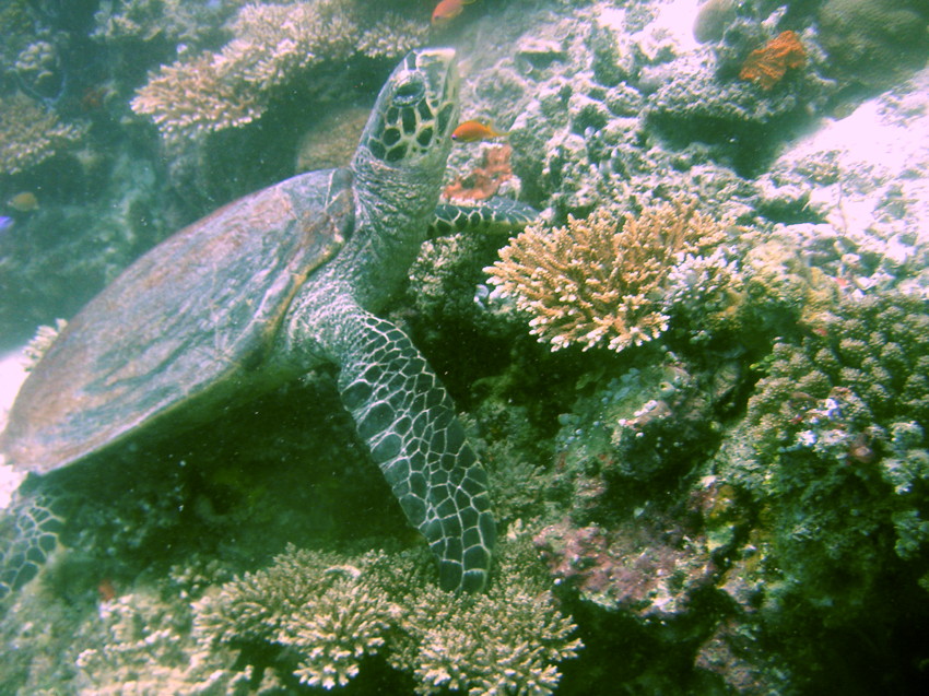 PICT0061Turtle.jpg