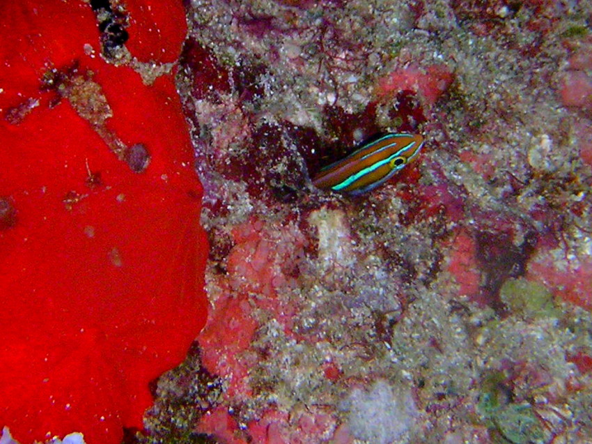 PICT0013Blenny.jpg