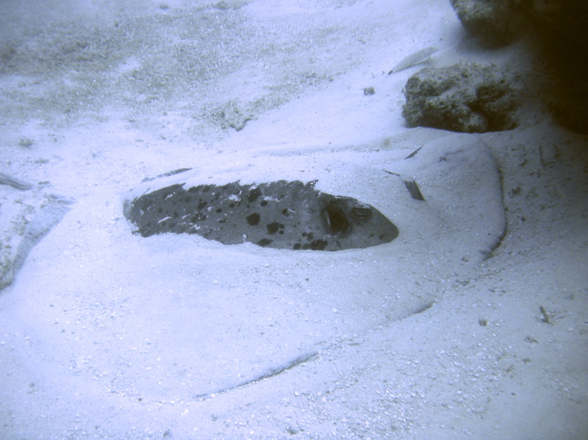 PICT0035Stingray2.jpg