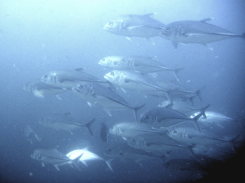 PICT0008Trevally.jpg