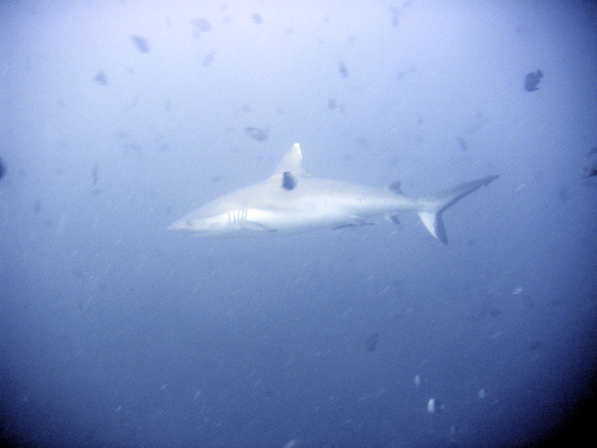 PICT0014Shark.jpg