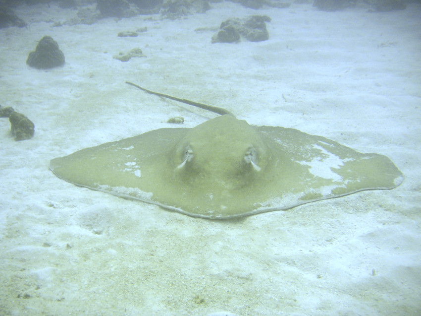 PICT0121Stingray.jpg