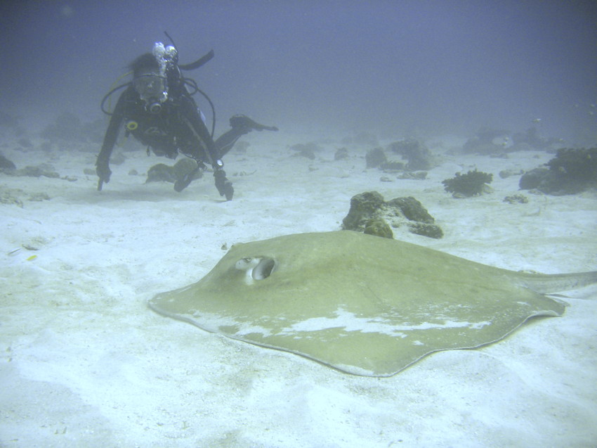 PICT0128YukoStingray.jpg
