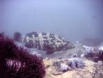 grouper_anemone_reef.jpg