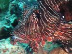 lionfish_portrait.jpg