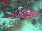 coralgrouper_lighthouse.jpg