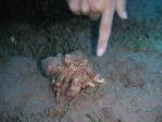 hermitcrab.jpg