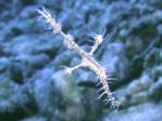 ghostpipefish2.jpg