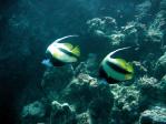 bannerfish_lighthouse.jpg
