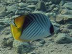 butterflyfish_lighthouse3.jpg