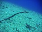 dragonpipefish_lighthouse.jpg