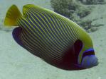 emperor_angelfish.jpg