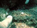 baby_lionfish.jpg