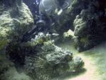 big_scorpionfish.jpg