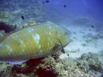 parrotfish2.jpg