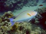 parrotfish5.jpg