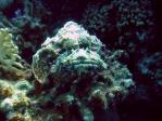 scorpionfish.jpg