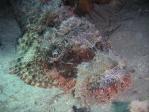 scorpionfish2.jpg