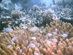 PICT0042Reef4.jpg